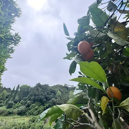 Charming Portuguese With Forested Hill Views 别墅 *