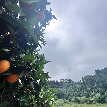 别墅 Charming Portuguese With Forested Hill Views Vimeiro (Leiria)
