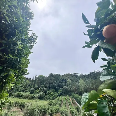 别墅 Charming Portuguese With Forested Hill Views
